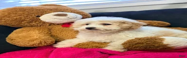 Mini Goldendoodle Puppy 2
