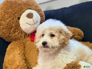 Mini Goldendoodle dogs for sale: Mini Goldendoodle Puppy 2 - Ad 1