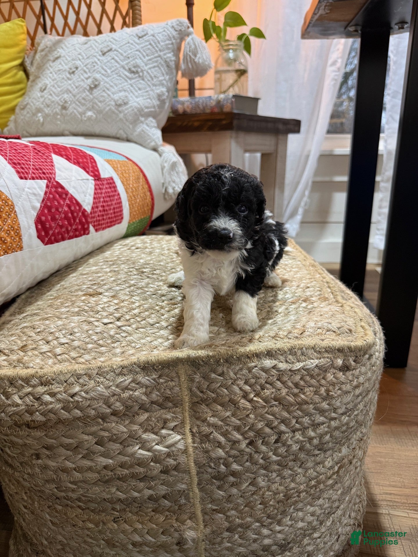 Cavapoo dogs Chase - Ad 8