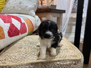 Cavapoo dogs Chase - Ad 8