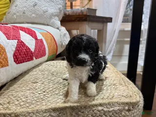 Cavapoo dogs Chase - Ad 32