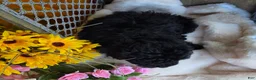 Toy Poodle dogs for sale: Cuddles - Ad 4