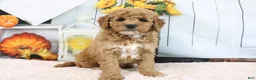 Mini Goldendoodle dogs for sale: Cliff - Ad 5
