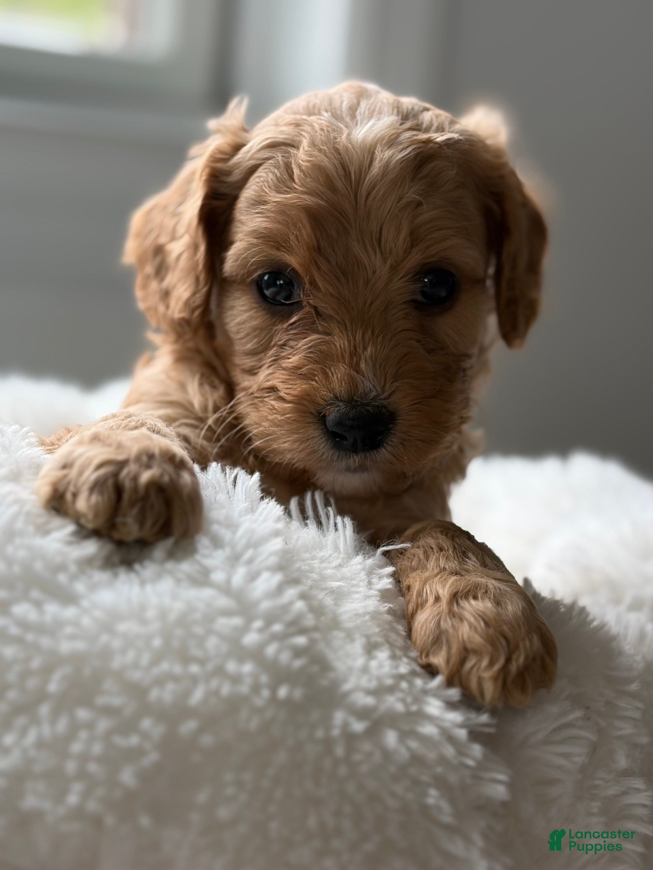 Cavapoo dogs Rainier🩷 - Ad 2