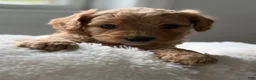 Cavapoo dogs for sale: Rainier🩷 - Ad 2