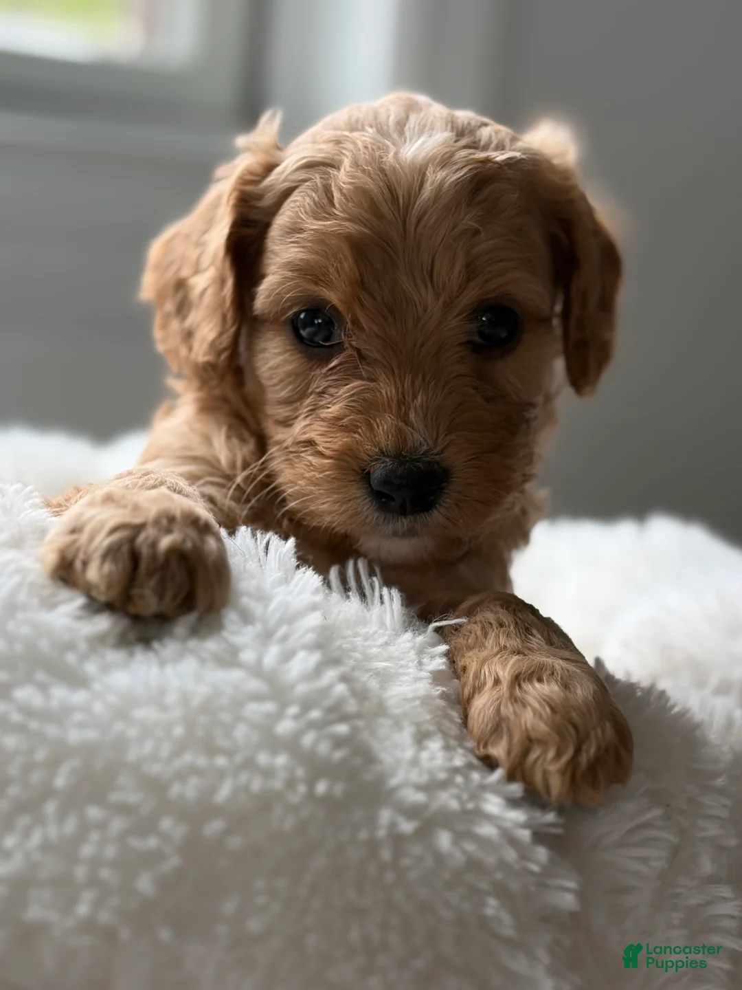 Cavapoo dogs for sale: Rainier🩷 - Ad 2