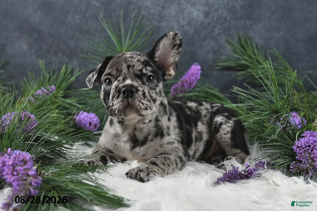 Frenchton dogs for sale: Mindy - Ad 2