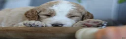 Goldendoodle dogs for sale: Cooper  - Ad 3