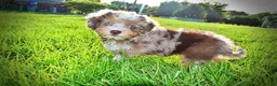 Havapoo dogs for sale: Elektra - Ad 9