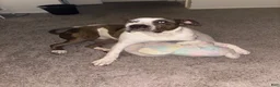 American Bully dogs for sale: Baby Dee - Ad 5