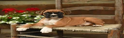 Boxer dogs for sale: Britta - Ad 2