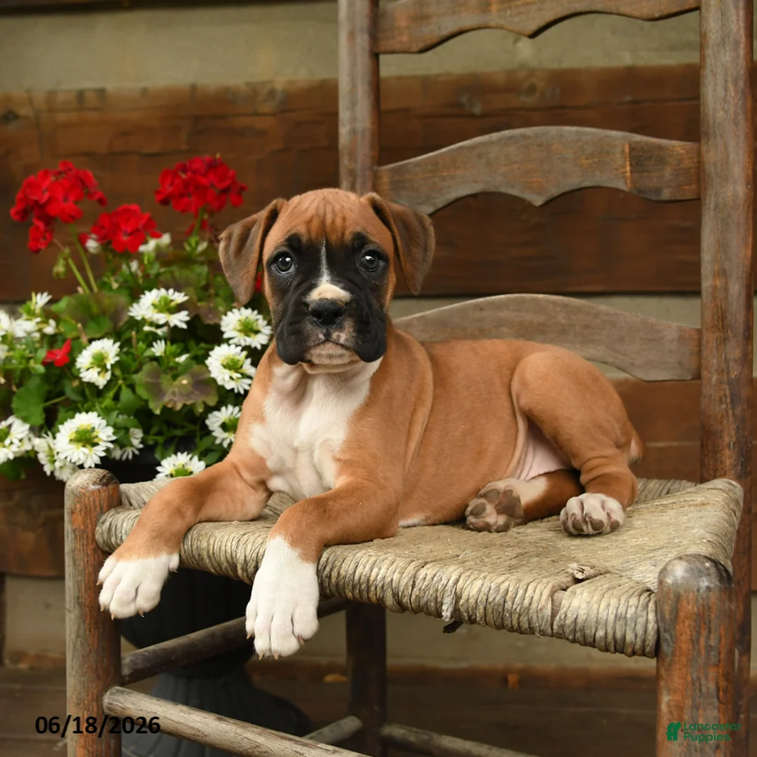 Boxer dogs for sale: Britta - Ad 2