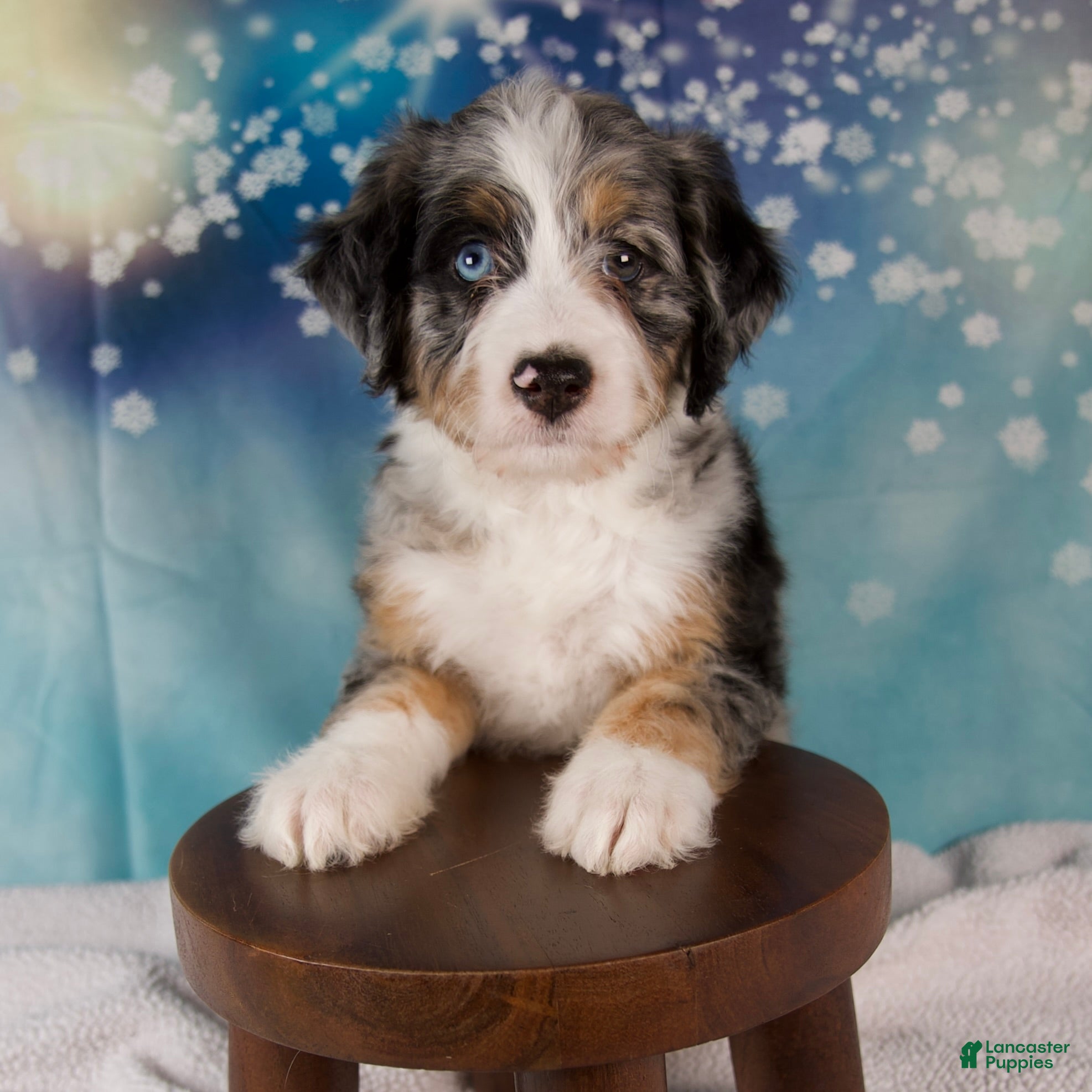 Mini Bernedoodle dogs Carrie - Ad 2