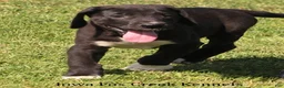 Great Dane dogs for sale: Mitzi - Ad 5