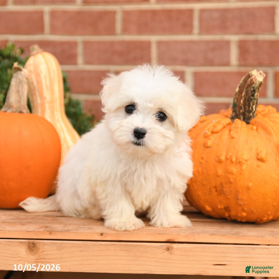 Maltipoo dogs Fiona - Ad 2