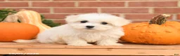 Maltipoo dogs for sale: Fiona - Ad 2