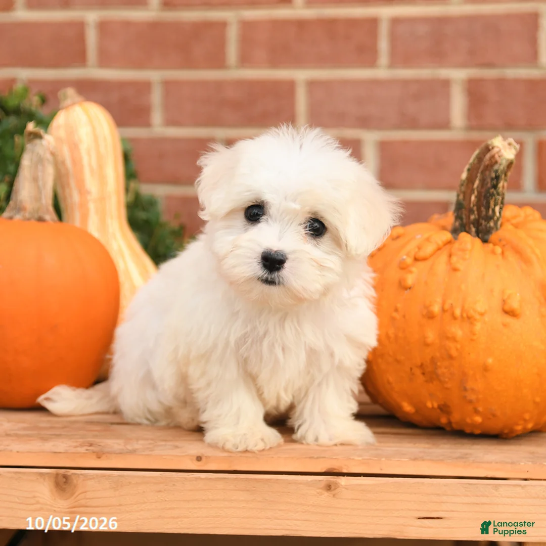 Maltipoo dogs for sale: Fiona - Ad 2