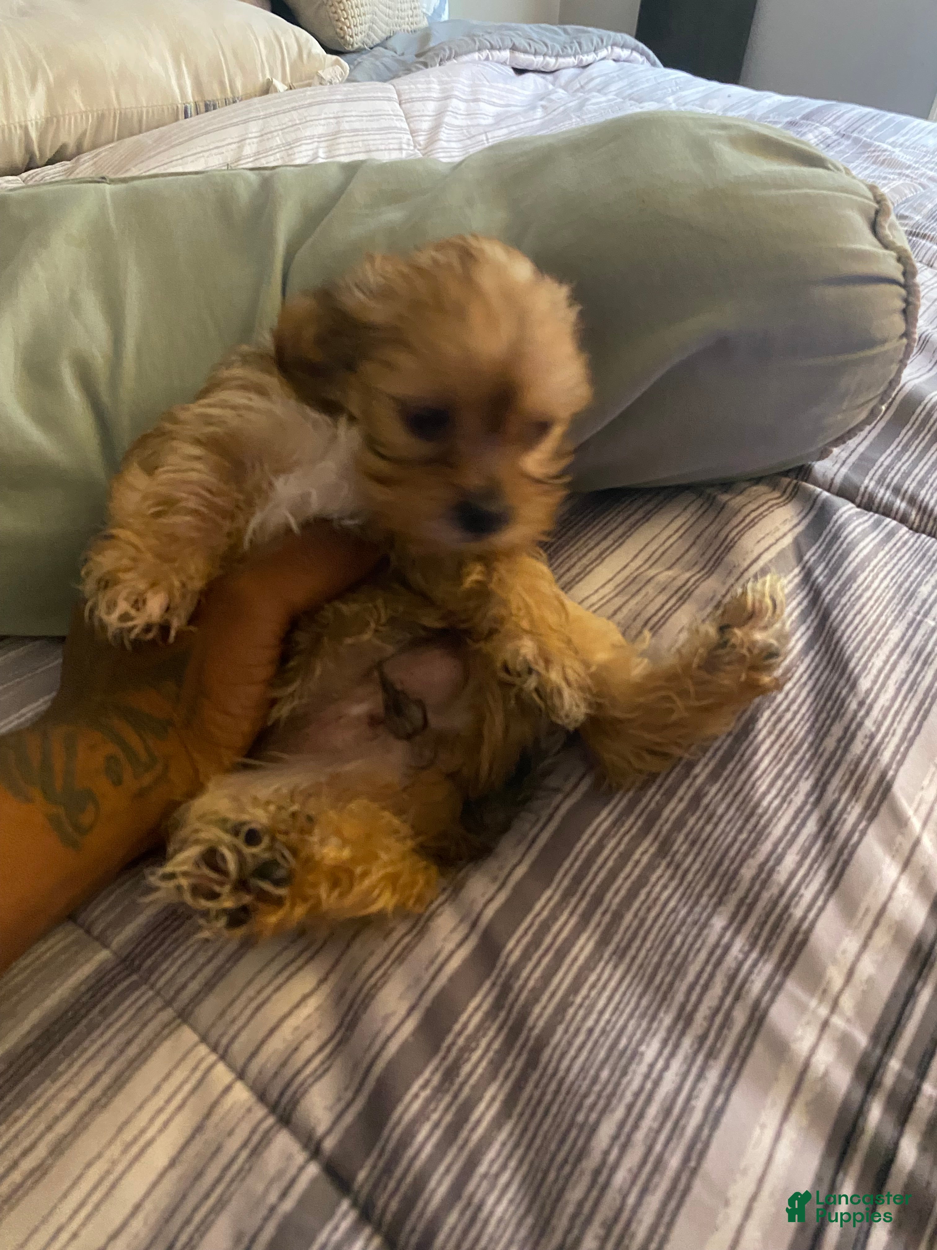 Yorkshire Terrier dogs Yorkshire Terrier 2 - Ad 2