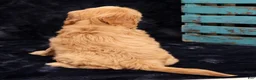 Cavapoo dogs for sale: Sandy - Ad 9