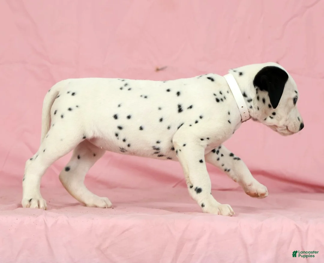 Dalmatian dogs for sale: Lily - Ad 6
