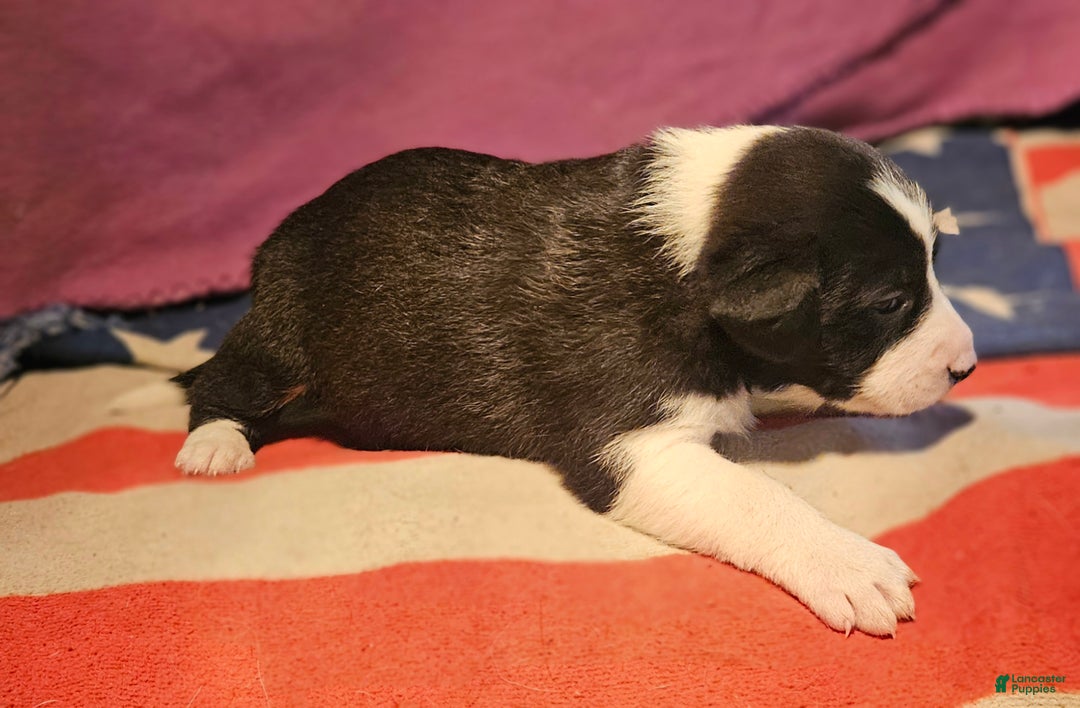 Border Collie dogs for sale: Buffy - Ad 11