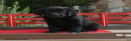 Labrador Retriever dogs for sale: Buster - Ad 1