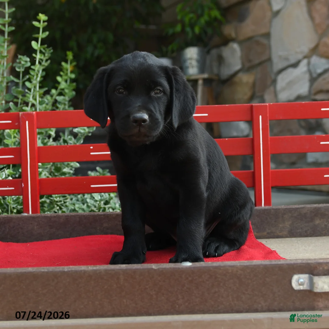 Labrador Retriever dogs for sale: Buster - Ad 1