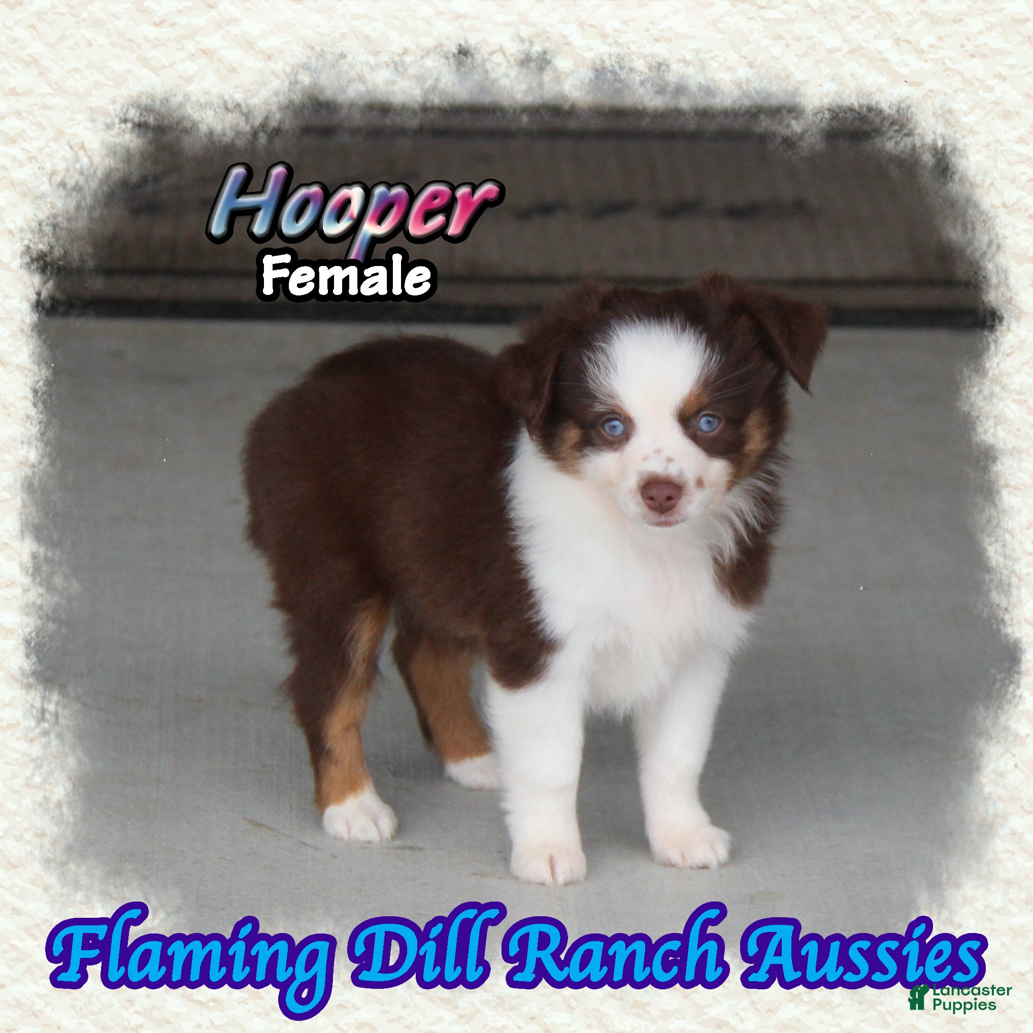 Toy Australian Shepherd dogs for sale: Hooper - Ad 2