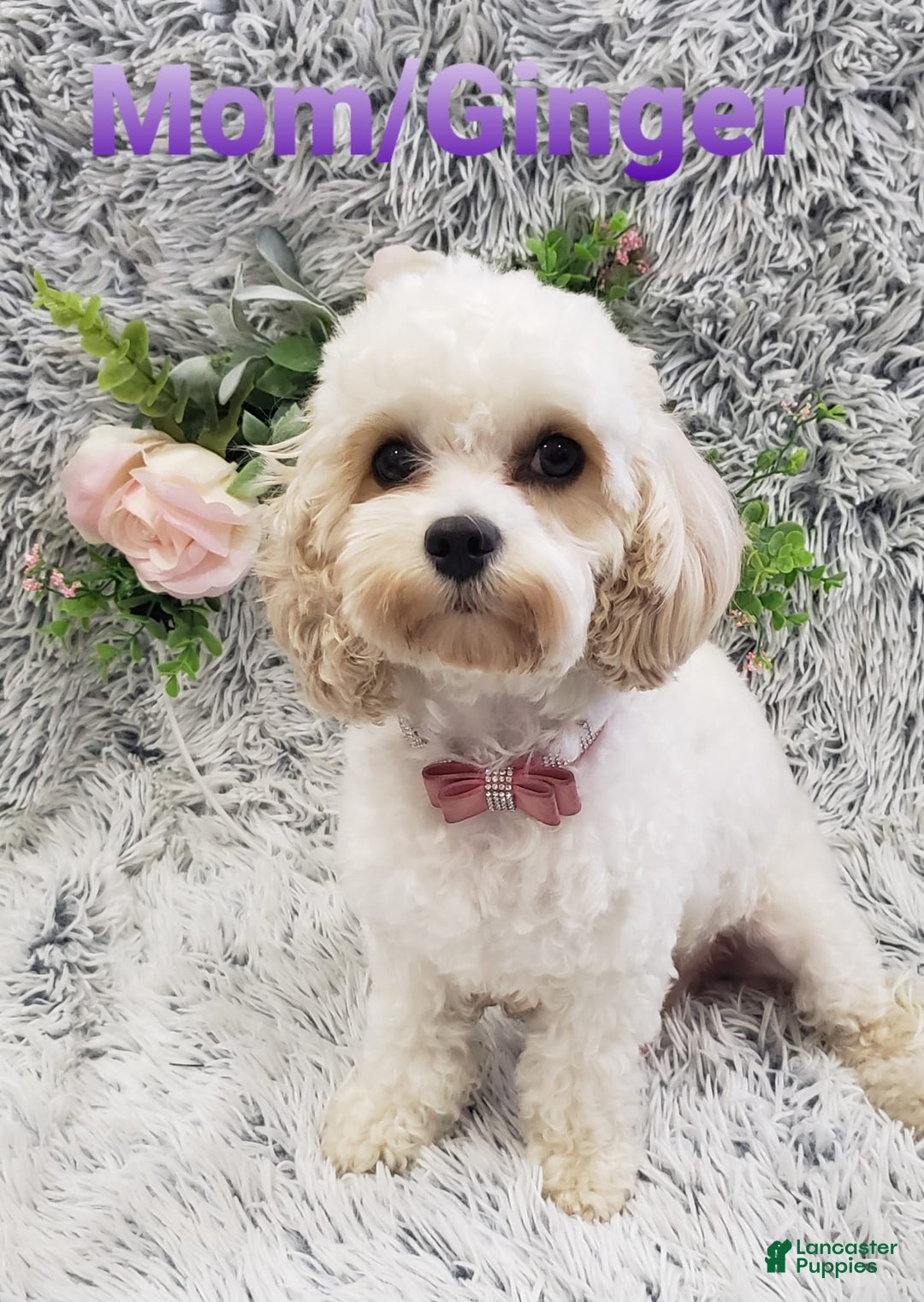 Cavapoo dogs for sale: Oreo - Ad 7