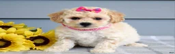 Bichpoo dogs for sale: Sophie  - Ad 1