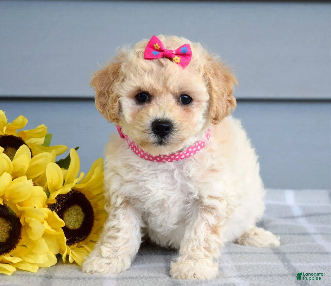 Bichpoo dogs for sale: Sophie  - Ad 1