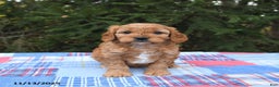 Cavapoo dogs for sale: Forest - Ad 3