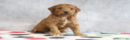 Mini Goldendoodle dogs for sale: Mindy - Ad 3