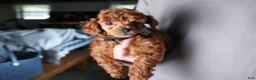 Toy Poodle dogs for sale: Tino - Ad 13