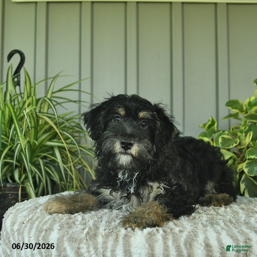 Yorkiepoo dogs Beetle  - Ad 2