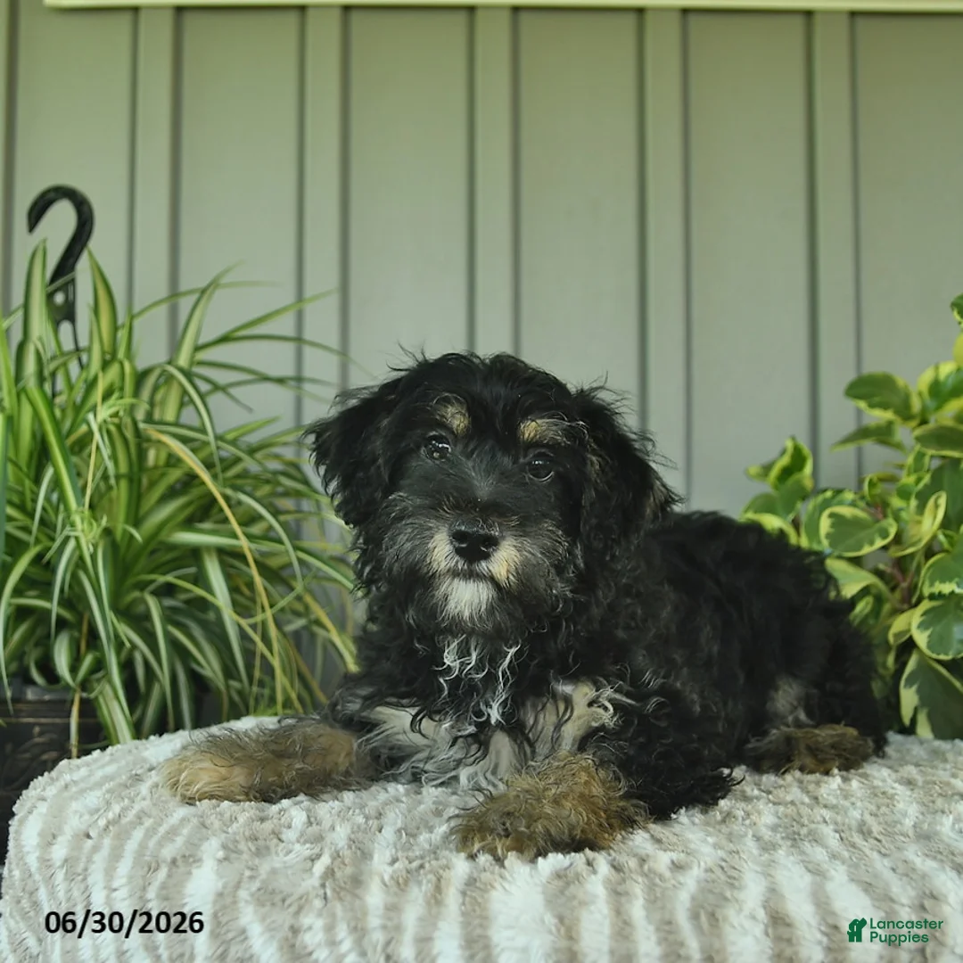 Yorkiepoo dogs for sale: Beetle  - Ad 2