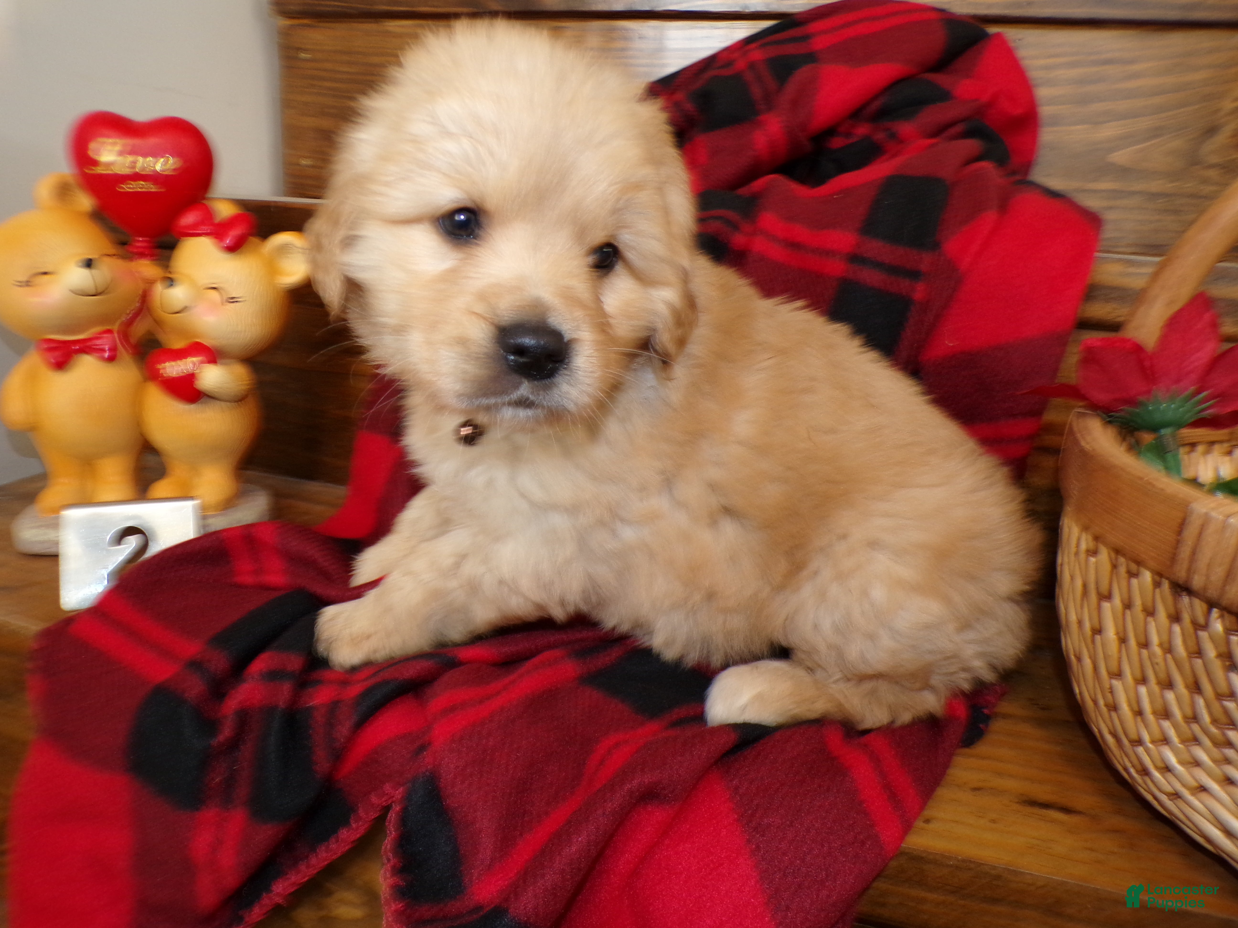 Golden Retriever dogs Golden Retriever Puppy 2 Buddy - Ad 4