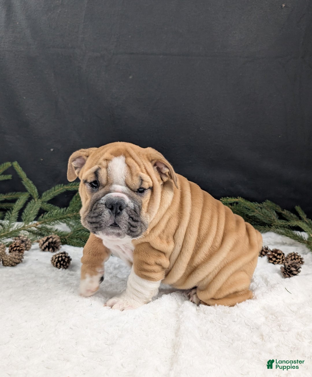 English Bulldog dogs for sale: Holly  - Ad 10