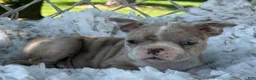 Boston Terrier dogs for sale: Murphy  - Ad 8