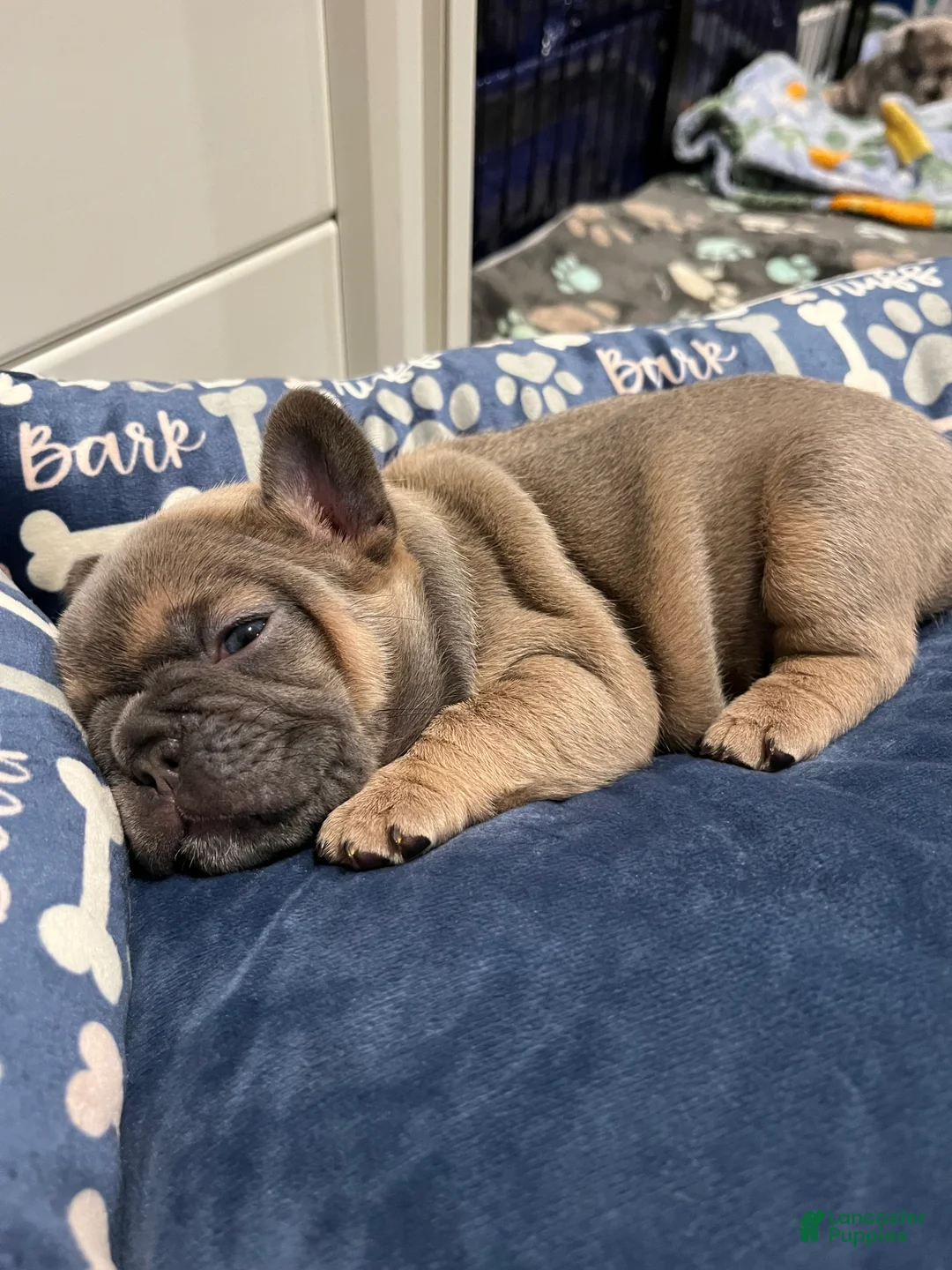 French Bulldog dogs for sale: French Bulldog Puppy 4 - Ad 4