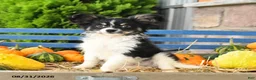 Papillon dogs for sale: Mitch - Ad 1