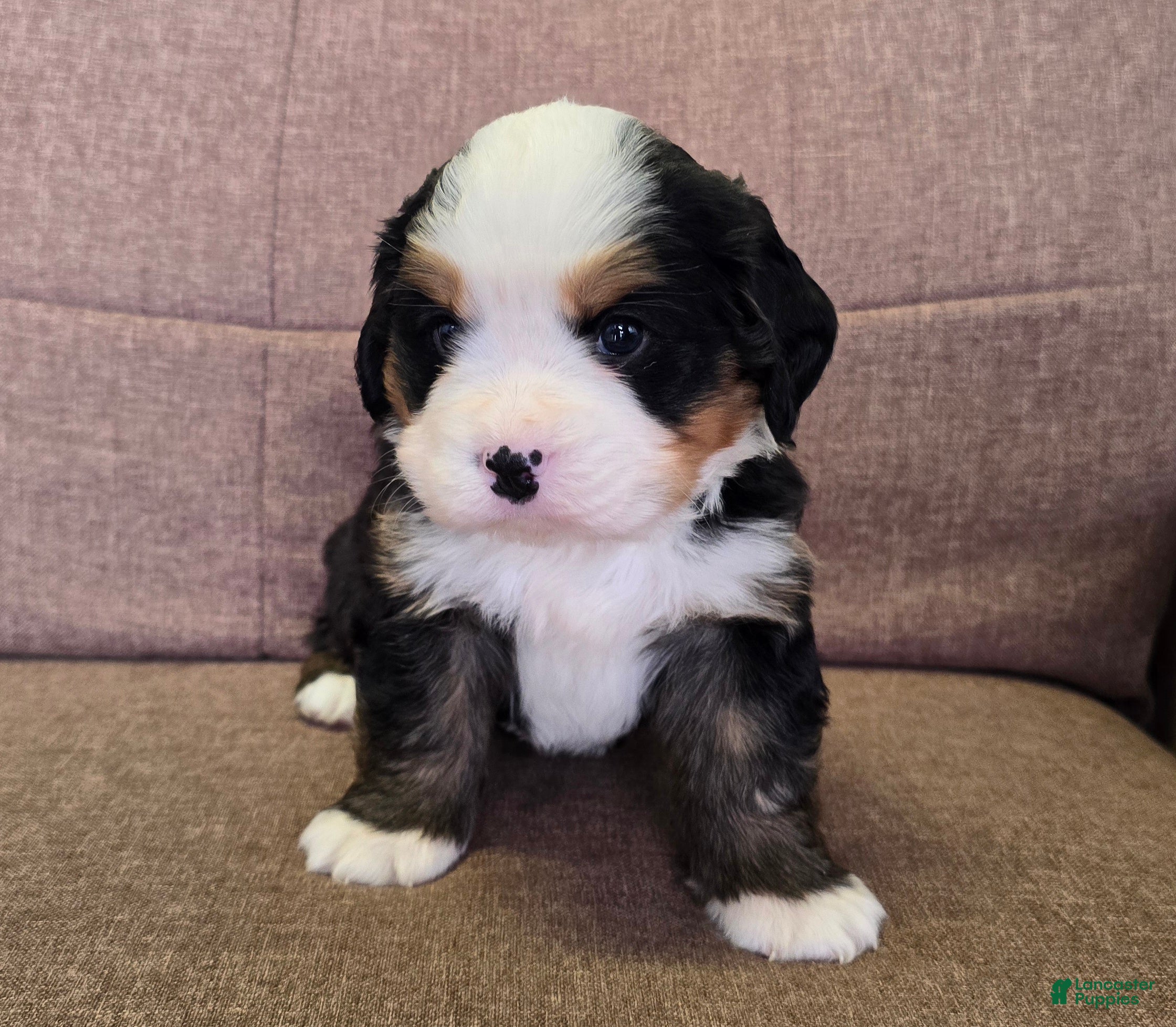 Miniature Bernese Mountain Dog dogs Giblet [reserved] - Ad 2