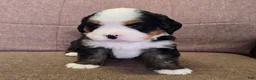 Miniature Bernese Mountain Dog dogs for sale: Tom Collins - Ad 19