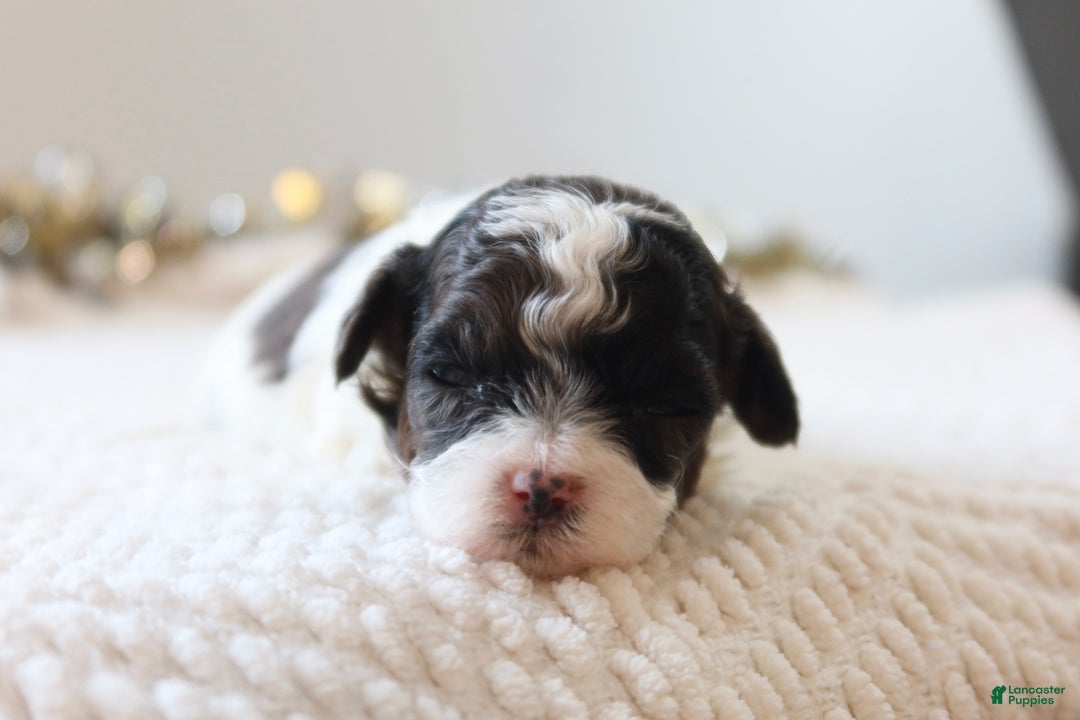 Toy Poodle dogs for sale: Merry - Ad 2