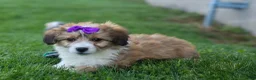Corgipoo dogs for sale: NELLY - Ad 4