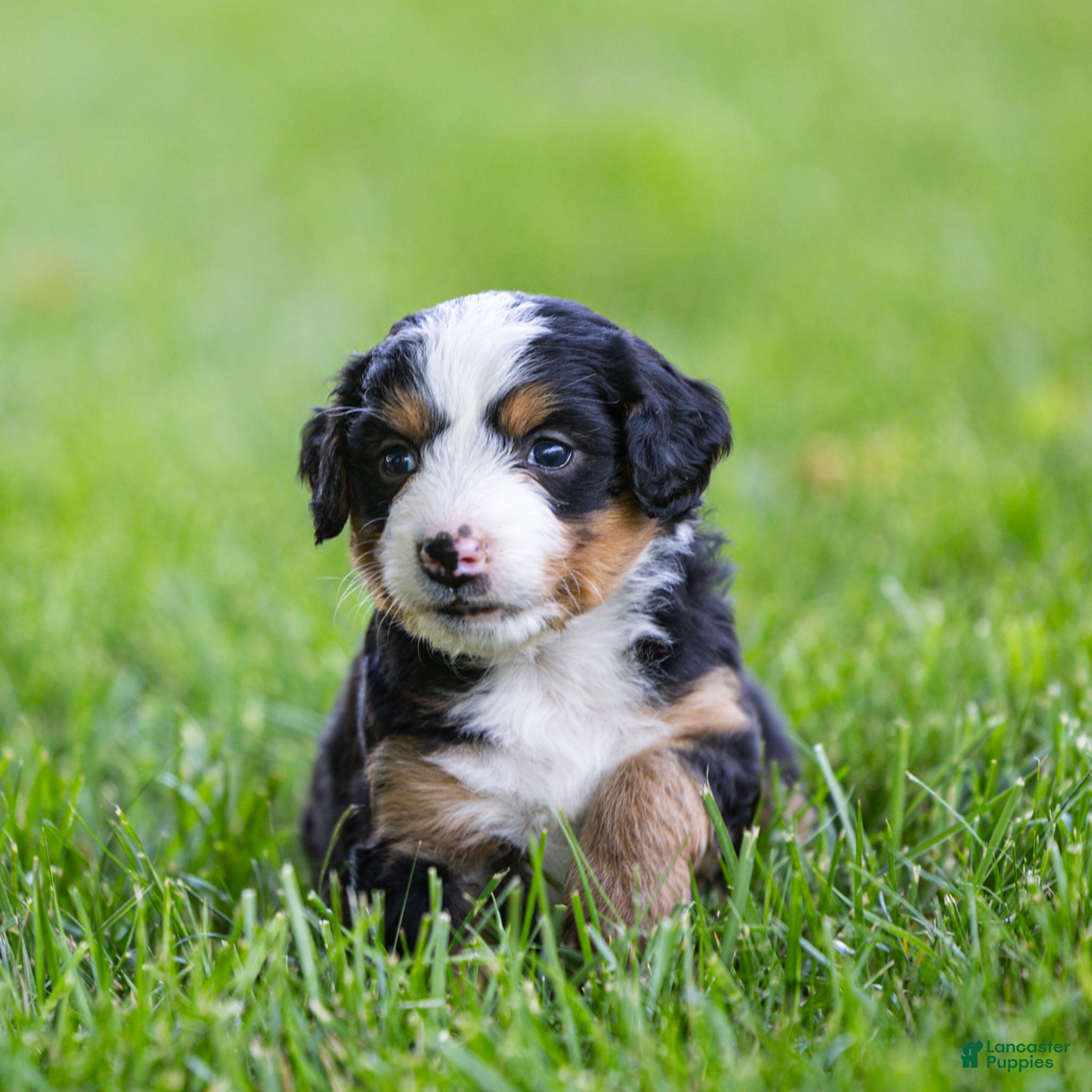 Bernedoodle dogs Slone Bernedoodle Puppy  - Ad 1