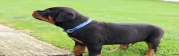 Rottweiler dogs for sale: Knox - Ad 8