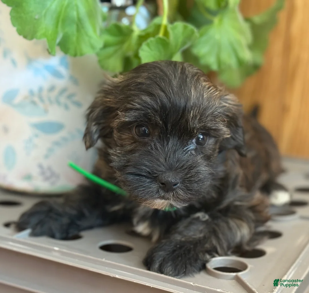 Morkie dogs for sale: Snuggles - Ad 6