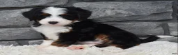 Mini Bernedoodle dogs for sale: Cinnamon  - Ad 7