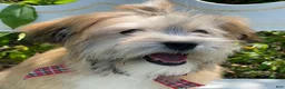 Morkie dogs for sale: Nacho - Ad 4